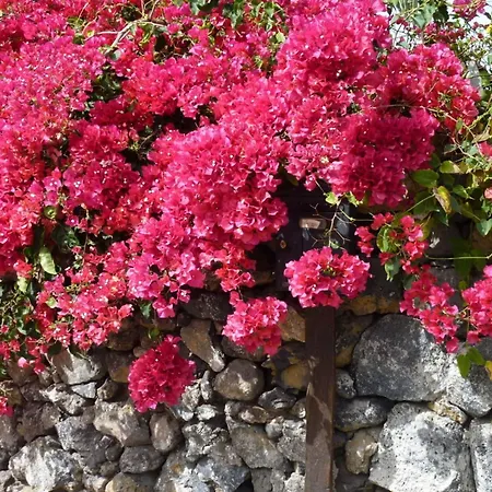 Holiday Home Finca 이코드레로스비노스